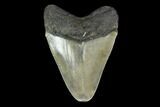 Fossil Megalodon Tooth - North Carolina #130027-1